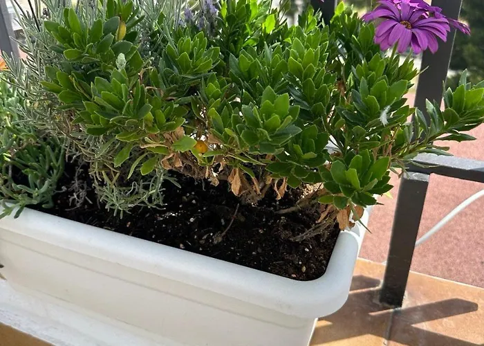 Beachfront Rooftop Haven In Playa De Aro Castell-Platja d’Aro